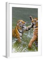 Tigers Play Fighting in Water, Indochinese Tiger, Thailand-Peter Adams-Framed Photographic Print