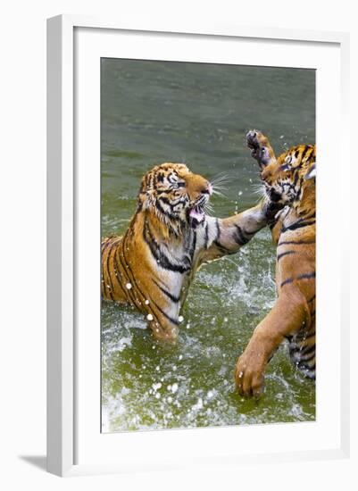 Tigers Play Fighting in Water, Indochinese Tiger, Thailand-Peter Adams-Framed Photographic Print