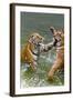 Tigers Play Fighting in Water, Indochinese Tiger, Thailand-Peter Adams-Framed Photographic Print