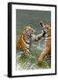 Tigers Play Fighting in Water, Indochinese Tiger, Thailand-Peter Adams-Framed Photographic Print