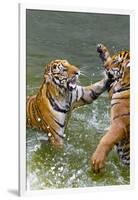 Tigers Play Fighting in Water, Indochinese Tiger, Thailand-Peter Adams-Framed Photographic Print