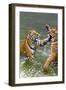 Tigers Play Fighting in Water, Indochinese Tiger, Thailand-Peter Adams-Framed Photographic Print