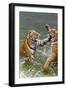 Tigers Play Fighting in Water, Indochinese Tiger, Thailand-Peter Adams-Framed Photographic Print