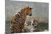 Tigers Playing in Water, Indochinese Tiger or Corbetts Tiger, Thailand-Peter Adams-Mounted Photographic Print