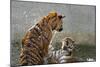 Tigers Playing in Water, Indochinese Tiger or Corbetts Tiger, Thailand-Peter Adams-Mounted Photographic Print