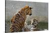 Tigers Playing in Water, Indochinese Tiger or Corbetts Tiger, Thailand-Peter Adams-Stretched Canvas