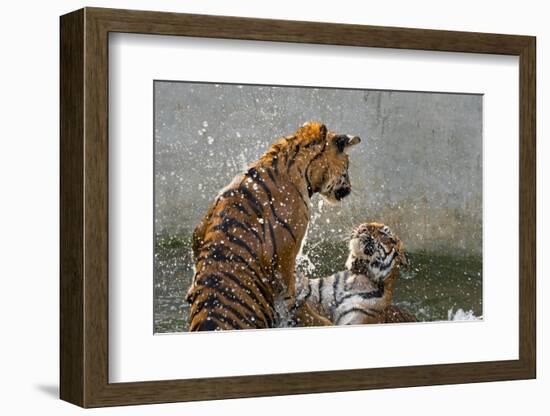 Tigers Playing in Water, Indochinese Tiger or Corbetts Tiger, Thailand-Peter Adams-Framed Photographic Print