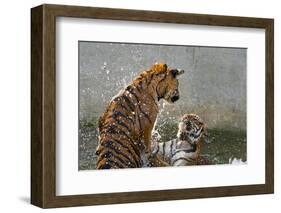 Tigers Playing in Water, Indochinese Tiger or Corbetts Tiger, Thailand-Peter Adams-Framed Photographic Print