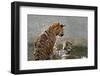 Tigers Playing in Water, Indochinese Tiger or Corbetts Tiger, Thailand-Peter Adams-Framed Photographic Print