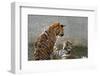 Tigers Playing in Water, Indochinese Tiger or Corbetts Tiger, Thailand-Peter Adams-Framed Photographic Print