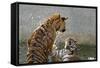 Tigers Playing in Water, Indochinese Tiger or Corbetts Tiger, Thailand-Peter Adams-Framed Stretched Canvas