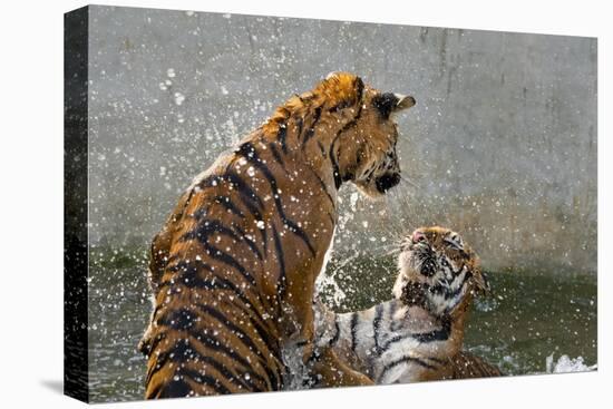 Tigers Playing in Water, Indochinese Tiger or Corbetts Tiger, Thailand-Peter Adams-Stretched Canvas