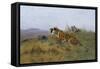 Tigers Stalking Their Prey-Wilhelm Kuhnert-Framed Stretched Canvas