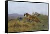 Tigers Stalking Their Prey-Wilhelm Kuhnert-Framed Stretched Canvas