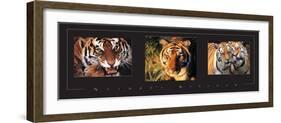 Tigers Tryp-Unknown Unknown-Framed Photo