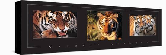 Tigers Tryp-Unknown Unknown-Stretched Canvas