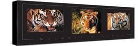 Tigers Tryp-Unknown Unknown-Stretched Canvas