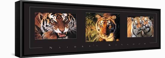 Tigers Tryp-Unknown Unknown-Framed Stretched Canvas