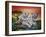 Tigers-Sue Clyne-Framed Giclee Print