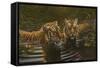 Tigers-Michael Jackson-Framed Stretched Canvas