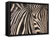 Tight Portrait of Plains Zebra, Khwai River, Moremi Game Reserve, Botswana-Paul Souders-Framed Stretched Canvas