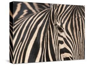 Tight Portrait of Plains Zebra, Khwai River, Moremi Game Reserve, Botswana-Paul Souders-Stretched Canvas