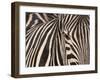 Tight Portrait of Plains Zebra, Khwai River, Moremi Game Reserve, Botswana-Paul Souders-Framed Photographic Print