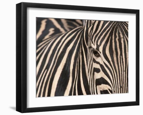 Tight Portrait of Plains Zebra, Khwai River, Moremi Game Reserve, Botswana-Paul Souders-Framed Photographic Print