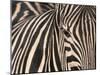 Tight Portrait of Plains Zebra, Khwai River, Moremi Game Reserve, Botswana-Paul Souders-Mounted Photographic Print