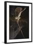 Tight Rope Barn Owl-Wilhelm Goebel-Framed Giclee Print