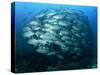 Tightly Balled School of Jack Fish, Sipadan Island, Sabah, Malaysia, Borneo, Southeast Asia-Murray Louise-Stretched Canvas