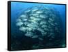 Tightly Balled School of Jack Fish, Sipadan Island, Sabah, Malaysia, Borneo, Southeast Asia-Murray Louise-Framed Stretched Canvas