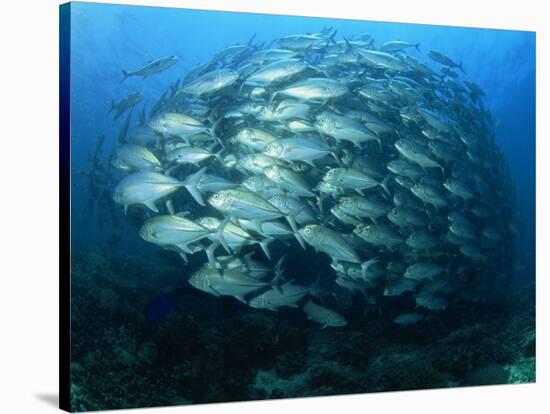 Tightly Balled School of Jack Fish, Sipadan Island, Sabah, Malaysia, Borneo, Southeast Asia-Murray Louise-Stretched Canvas