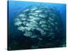 Tightly Balled School of Jack Fish, Sipadan Island, Sabah, Malaysia, Borneo, Southeast Asia-Murray Louise-Stretched Canvas