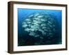 Tightly Balled School of Jack Fish, Sipadan Island, Sabah, Malaysia, Borneo, Southeast Asia-Murray Louise-Framed Photographic Print