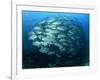 Tightly Balled School of Jack Fish, Sipadan Island, Sabah, Malaysia, Borneo, Southeast Asia-Murray Louise-Framed Photographic Print