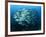 Tightly Balled School of Jack Fish, Sipadan Island, Sabah, Malaysia, Borneo, Southeast Asia-Murray Louise-Framed Photographic Print