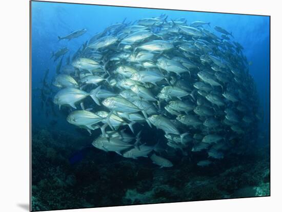 Tightly Balled School of Jack Fish, Sipadan Island, Sabah, Malaysia, Borneo, Southeast Asia-Murray Louise-Mounted Photographic Print