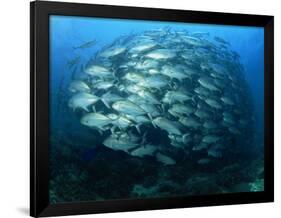 Tightly Balled School of Jack Fish, Sipadan Island, Sabah, Malaysia, Borneo, Southeast Asia-Murray Louise-Framed Photographic Print