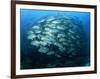 Tightly Balled School of Jack Fish, Sipadan Island, Sabah, Malaysia, Borneo, Southeast Asia-Murray Louise-Framed Photographic Print