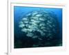 Tightly Balled School of Jack Fish, Sipadan Island, Sabah, Malaysia, Borneo, Southeast Asia-Murray Louise-Framed Photographic Print