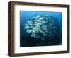 Tightly Balled School of Jack Fish, Sipadan Island, Sabah, Malaysia, Borneo, Southeast Asia-Murray Louise-Framed Photographic Print