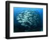 Tightly Balled School of Jack Fish, Sipadan Island, Sabah, Malaysia, Borneo, Southeast Asia-Murray Louise-Framed Photographic Print