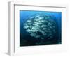 Tightly Balled School of Jack Fish, Sipadan Island, Sabah, Malaysia, Borneo, Southeast Asia-Murray Louise-Framed Photographic Print