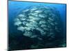 Tightly Balled School of Jack Fish, Sipadan Island, Sabah, Malaysia, Borneo, Southeast Asia-Murray Louise-Mounted Photographic Print