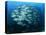 Tightly Balled School of Jack Fish, Sipadan Island, Sabah, Malaysia, Borneo, Southeast Asia-Murray Louise-Stretched Canvas