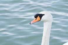 Mute Swan Head-tigidal-Framed Photographic Print
