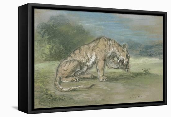 Tigre couché, tourné à droite, léchant une de ses pattes de devant-Eugene Delacroix-Framed Stretched Canvas