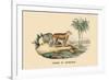 Tigre d'Afrique-E.f. Noel-Framed Premium Giclee Print