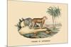 Tigre d'Afrique-E.f. Noel-Mounted Premium Giclee Print